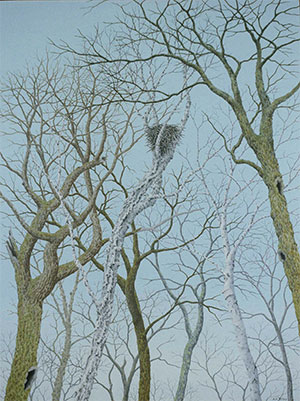 Redtailed Hawks Nest